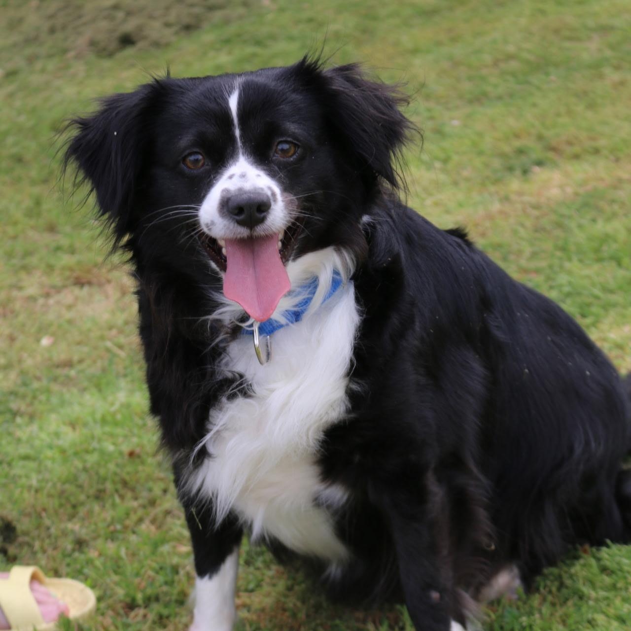 Enlarge Freckles, a ADOPTABLE mixed breed in Yreka, CA image 3/4