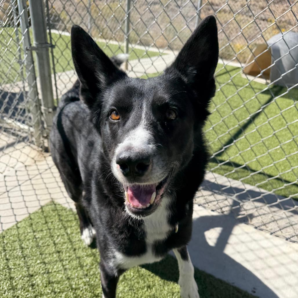 Ben, Adoptable, Adult Male Border Collie & Mixed Breed.