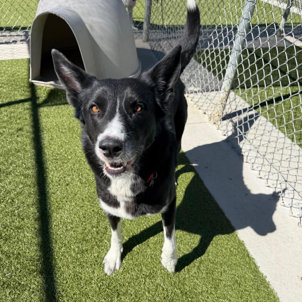 Enlarge Ben, a Adoptable mixed breed in Cody, WY image 2/3