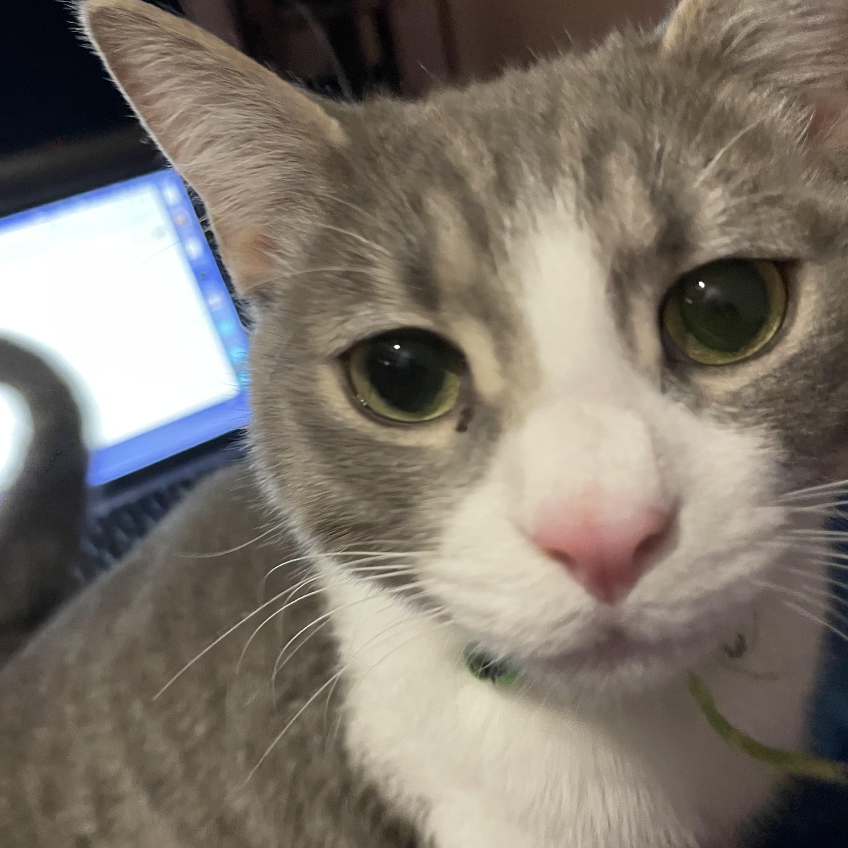 Tommy, ADOPTABLE, Young Male Domestic Short Hair.