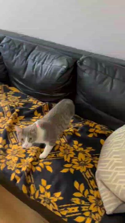 Enlarge Tommy, a ADOPTABLE Domestic Short Hair in Stow, MA video 4/4