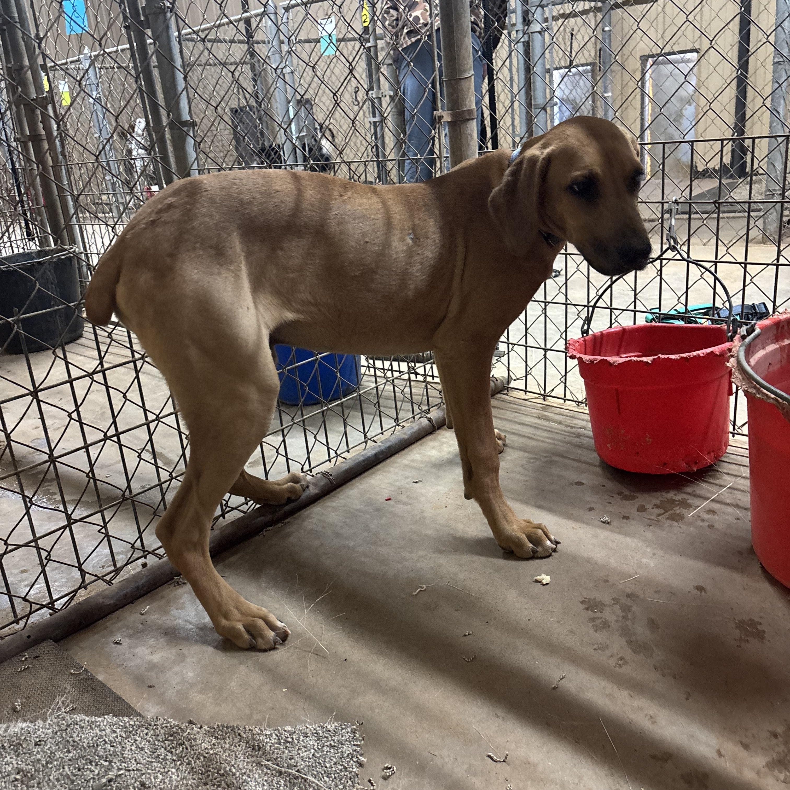 Copper, a ADOPTABLE mixed breed in Sentinel, OK image 3/3