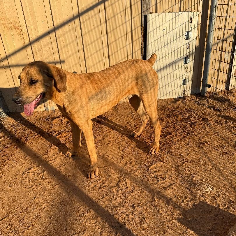 Copper, a ADOPTABLE mixed breed in Sentinel, OK image 2/3