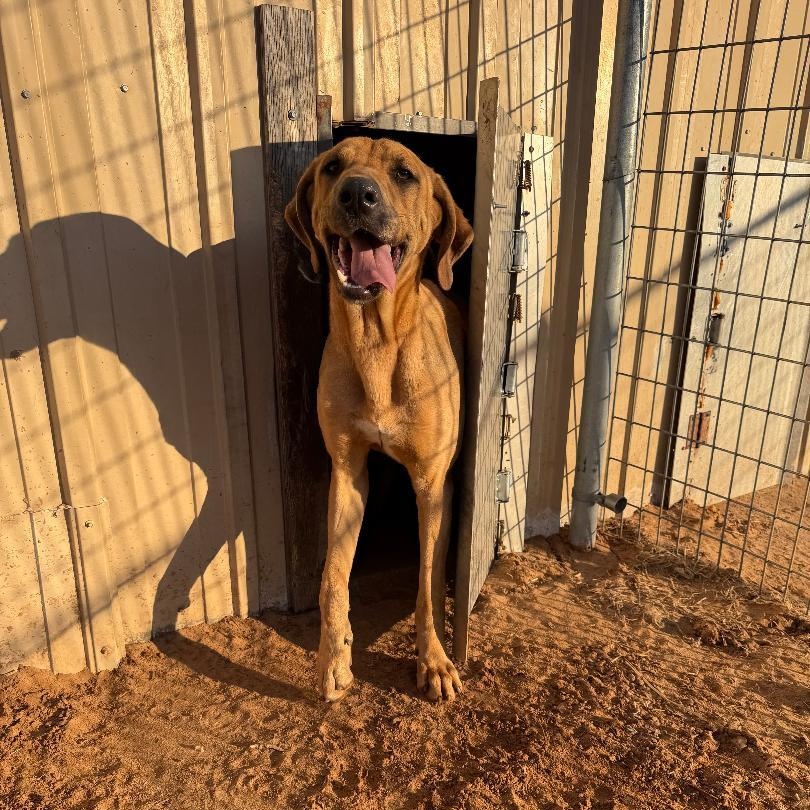 Copper, ADOPTABLE, Young Male Treeing Walker Coonhound.