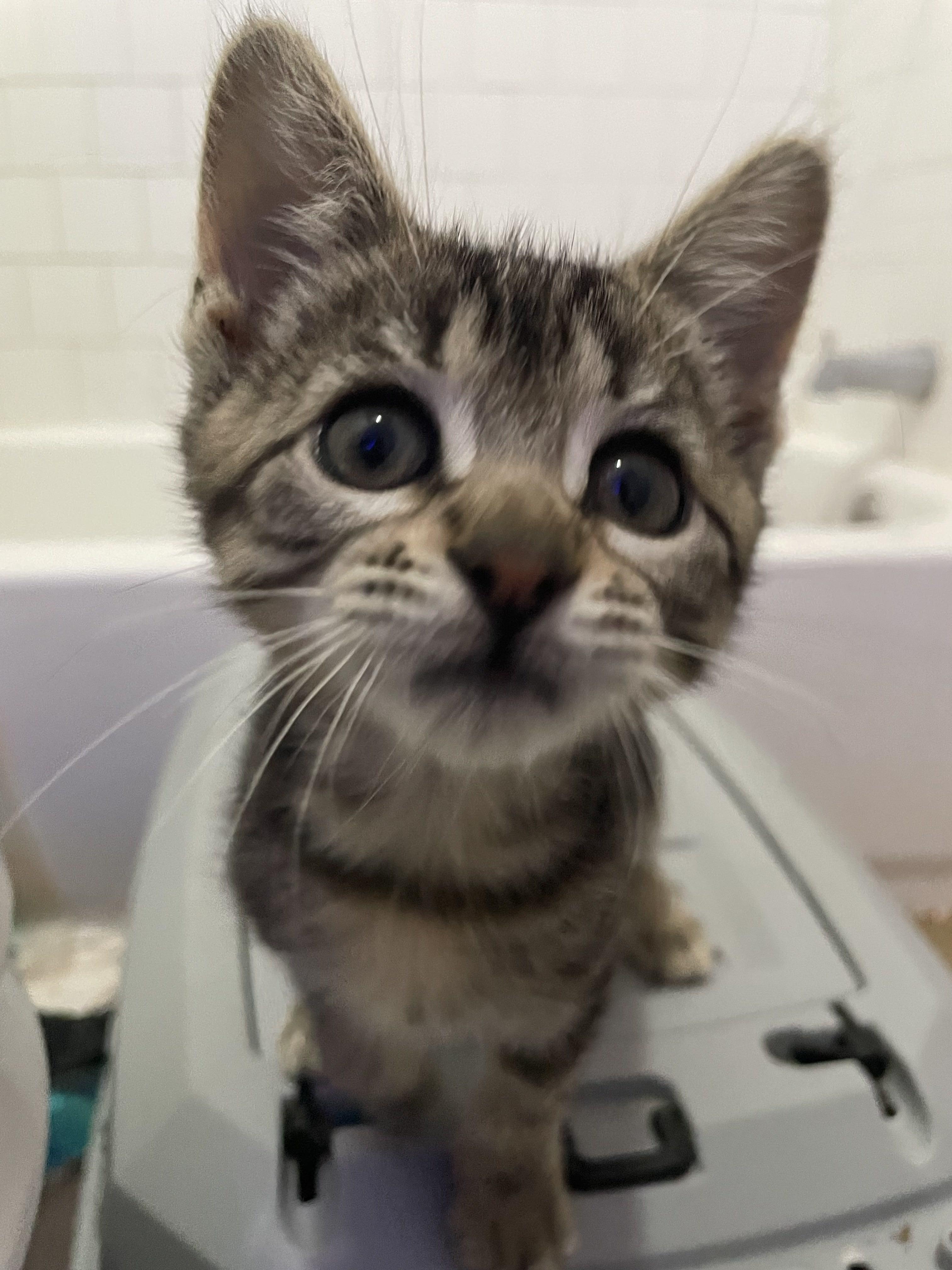 Lou, Adopted, Adult Female Domestic Short Hair.