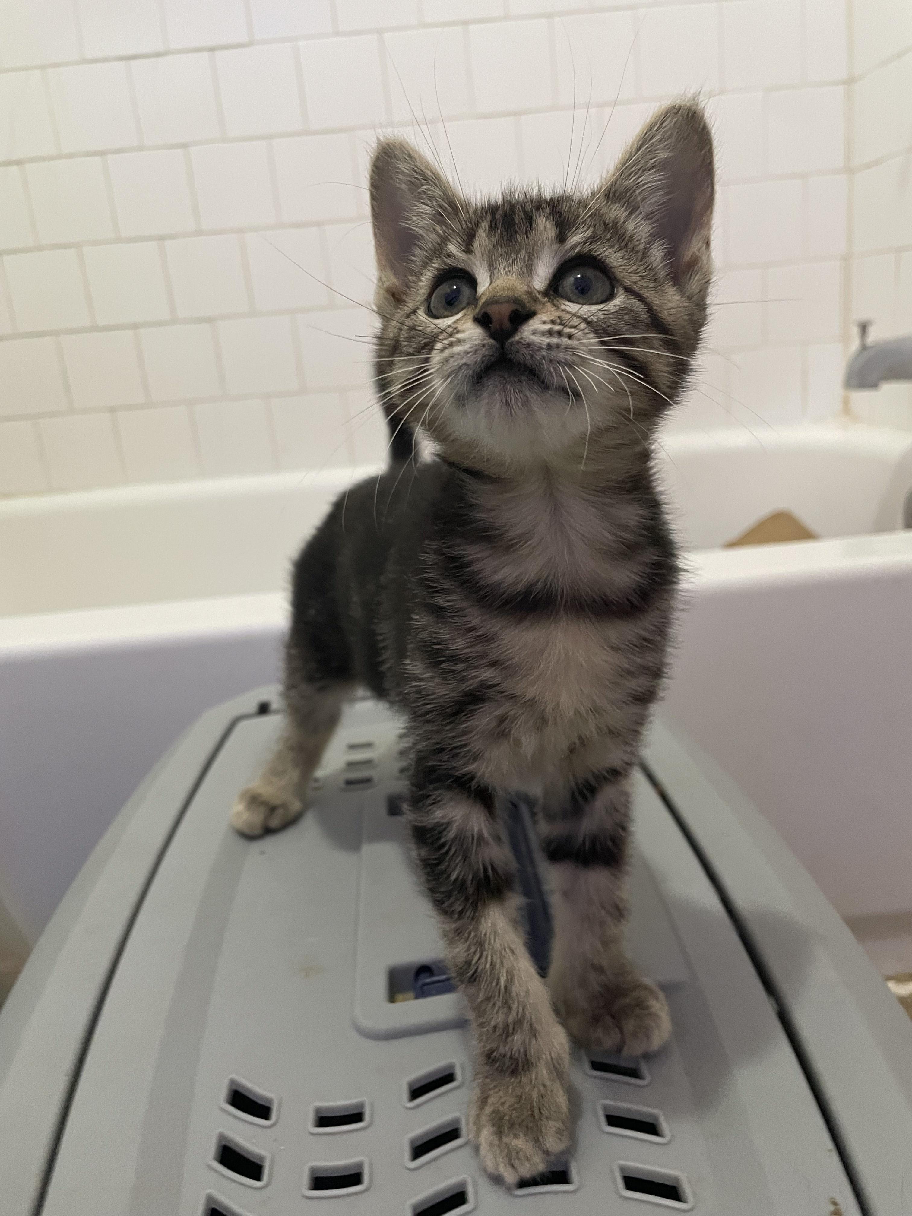 Enlarge Lou, a Adopted Domestic Short Hair in Long Beach, CA image 2/2