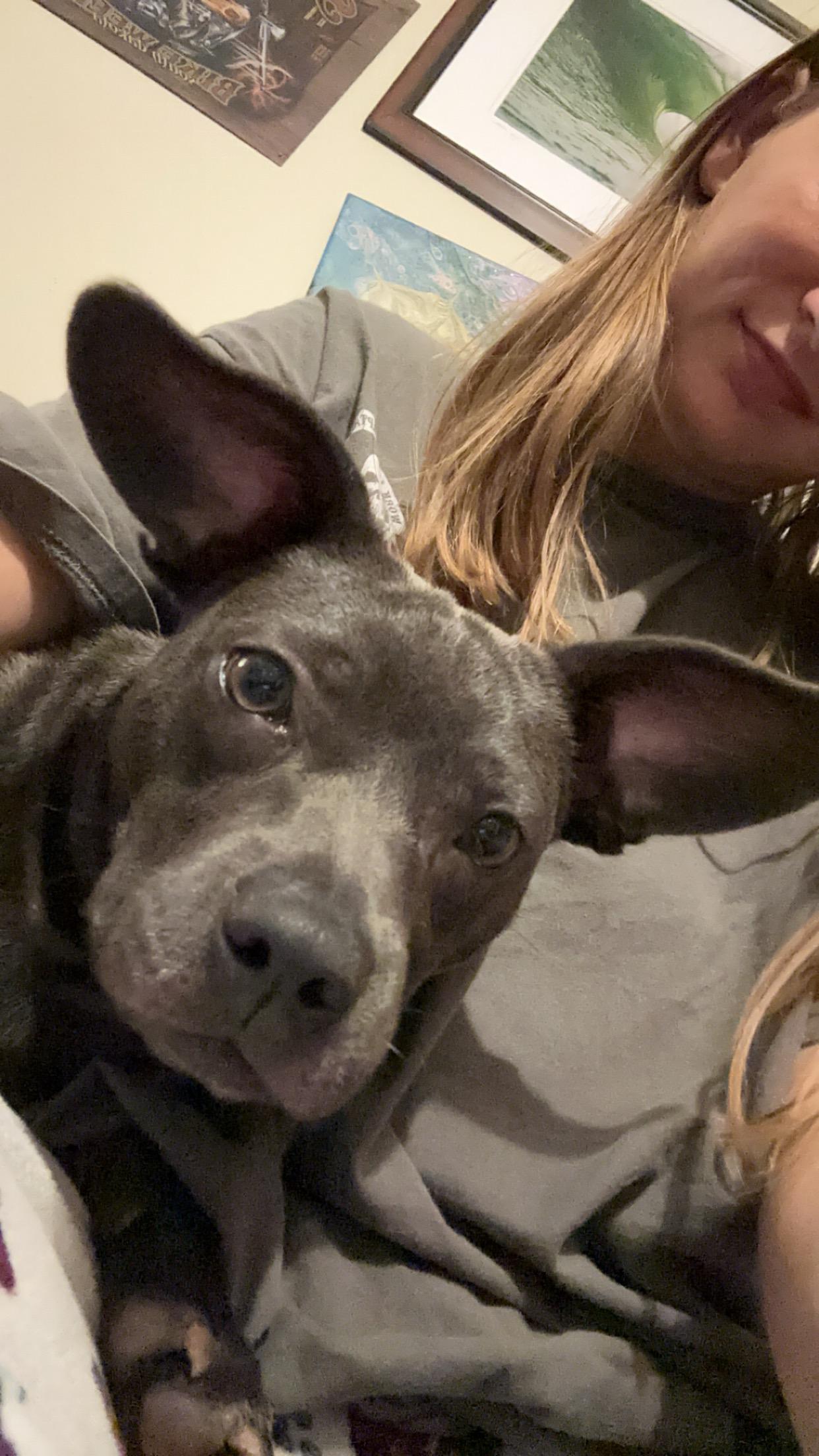 Nova, Adopted, Adult Female Chihuahua.