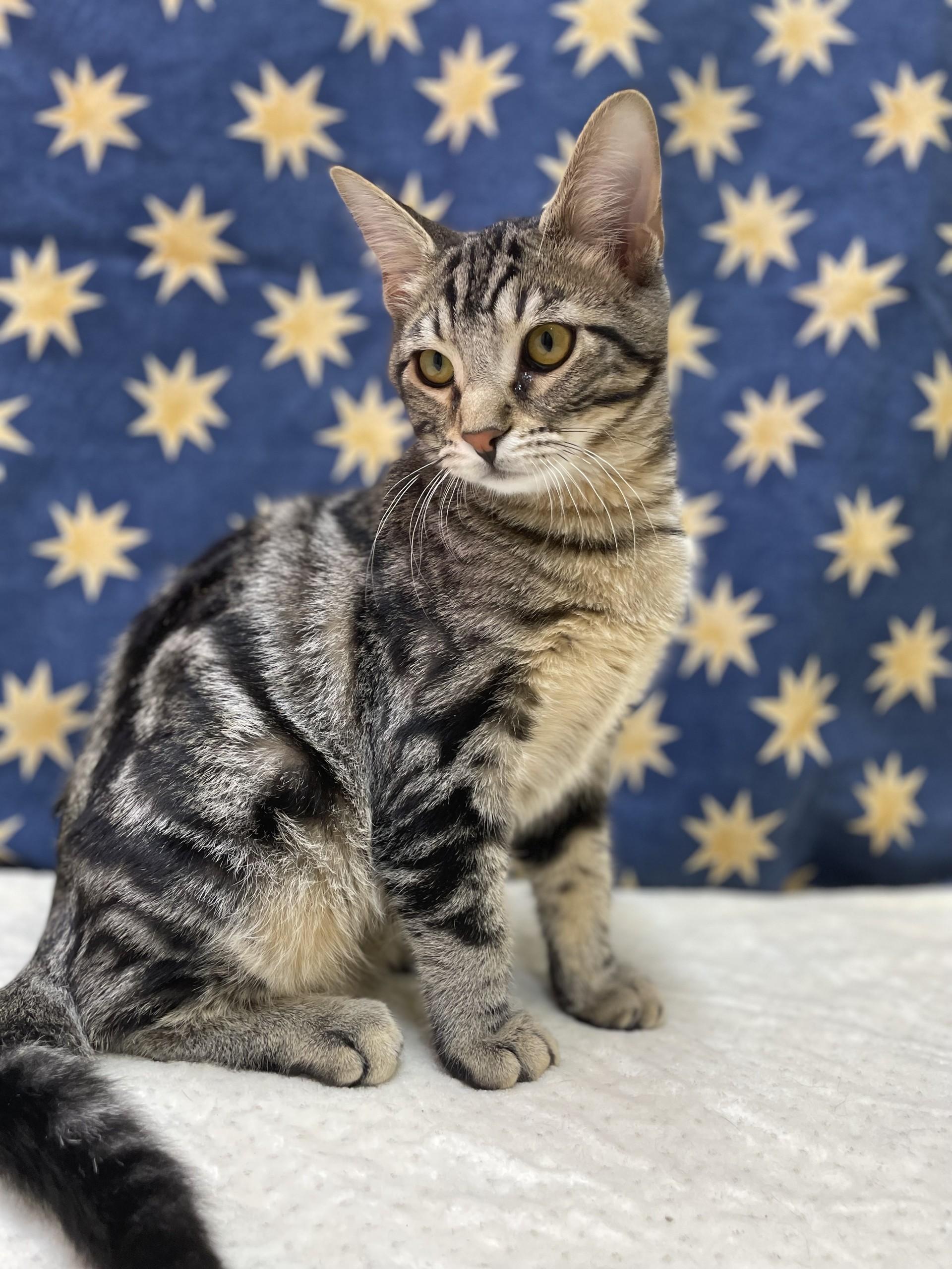 Zirka, an adopted mixed breed in Upper Sandusky, OH image 2/3