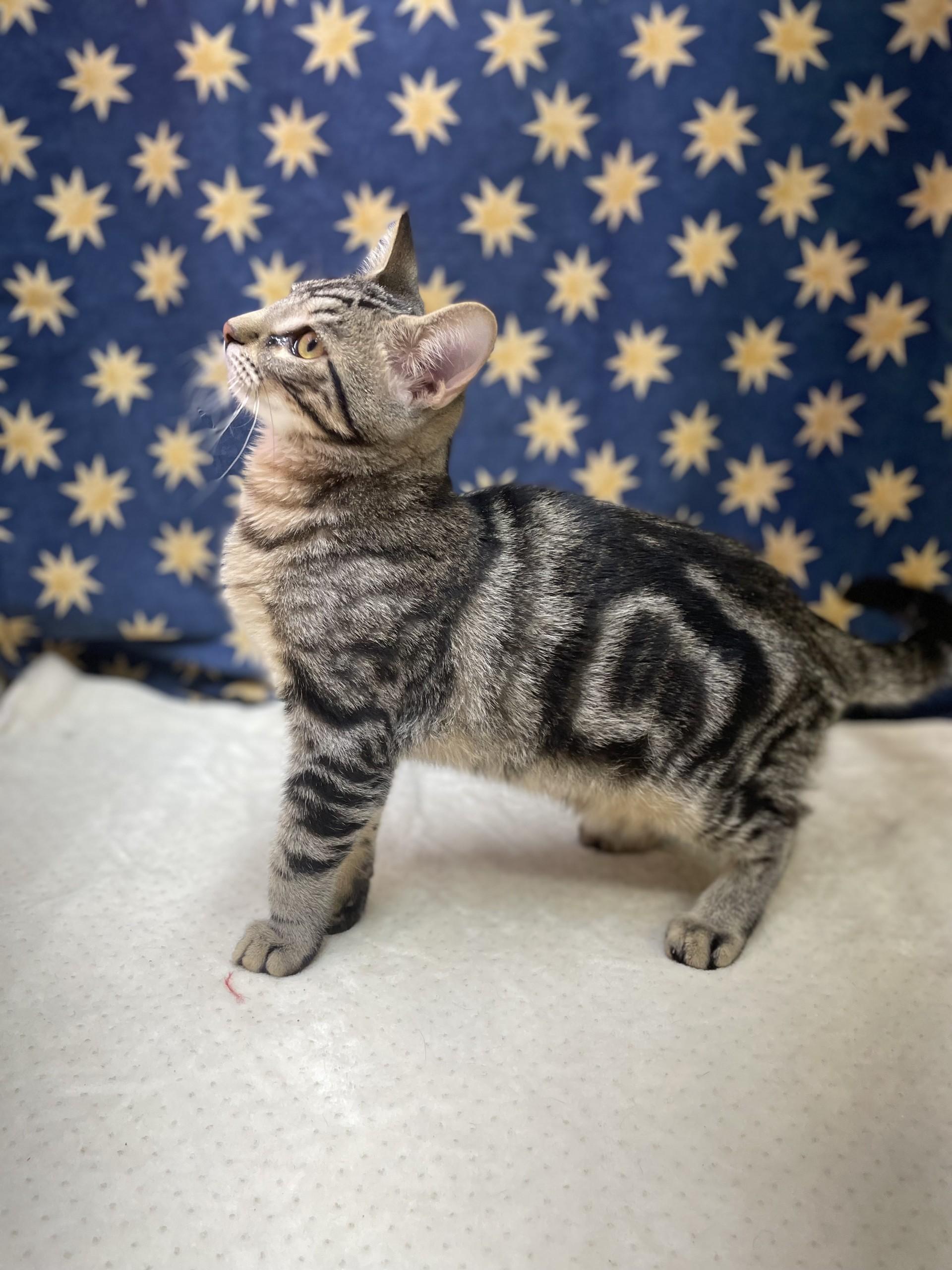 Zirka, an adopted mixed breed in Upper Sandusky, OH image 3/3