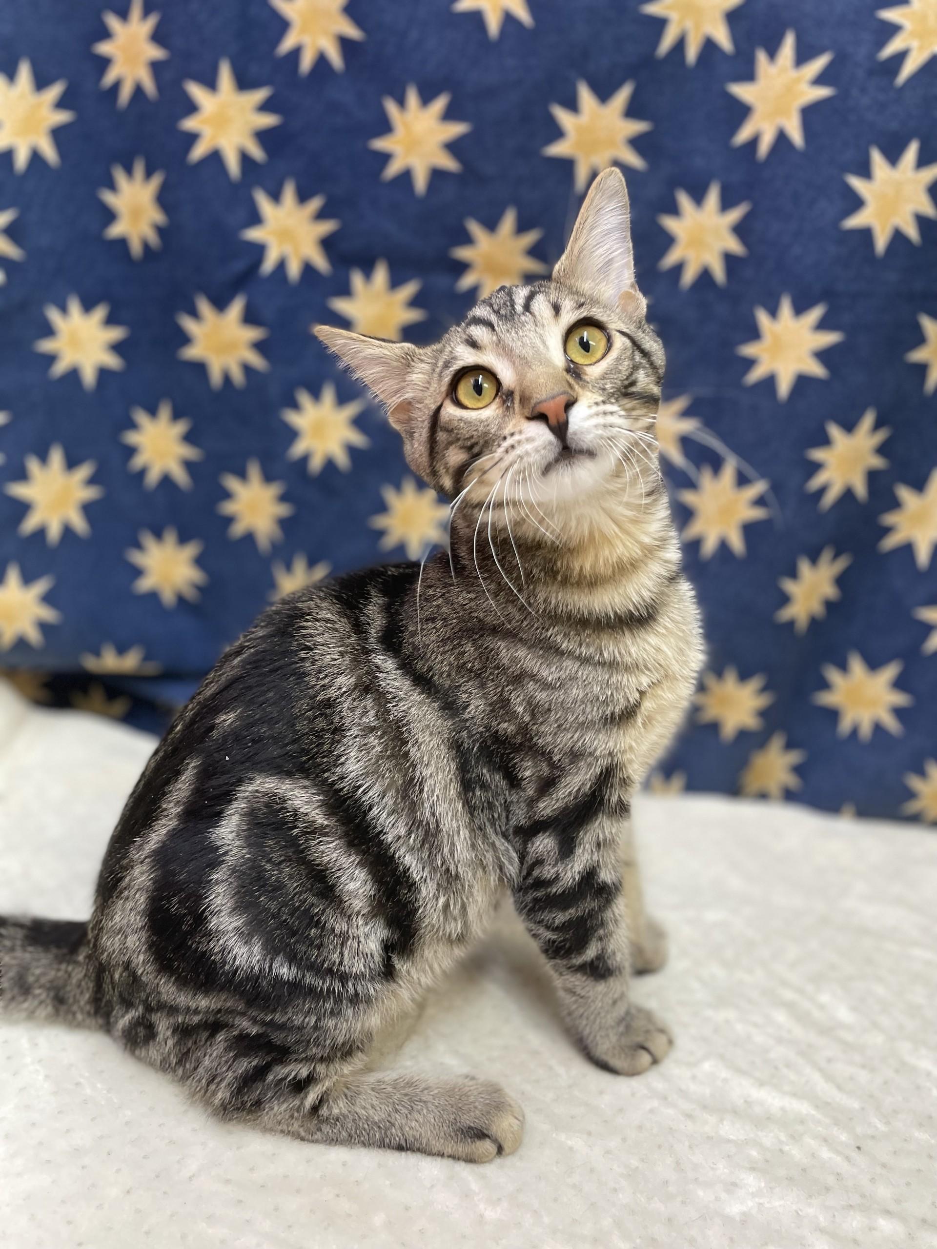 Zirka, an adopted mixed breed in Upper Sandusky, OH image 1/3