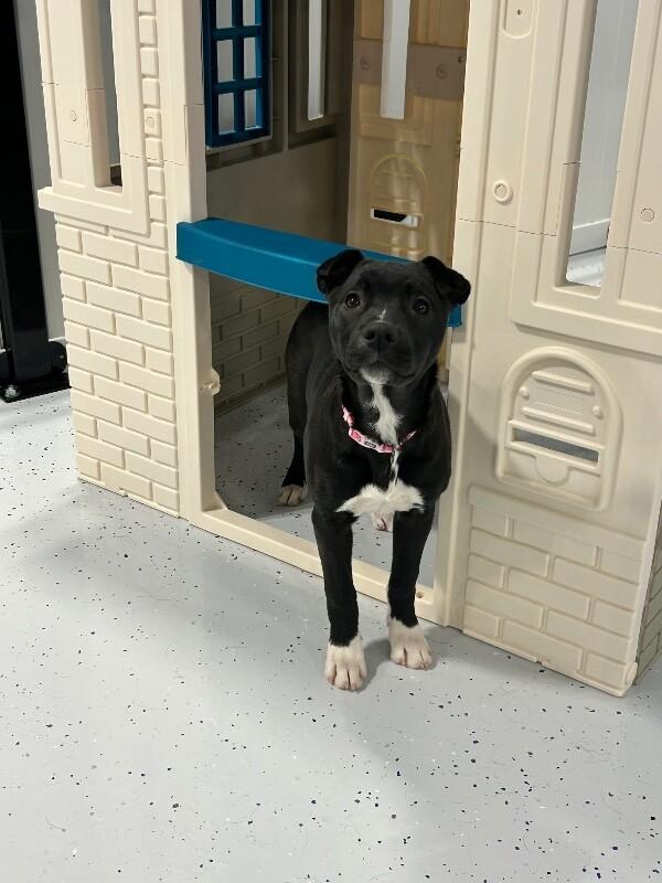 Enlarge Rain, a Adoptable mixed breed in Alma, WI image 1/6