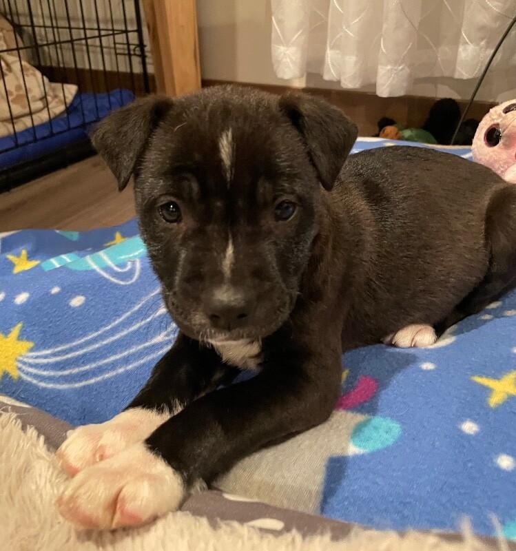 Rain, Adoptable, Young Female Mixed Breed & Mixed Breed.