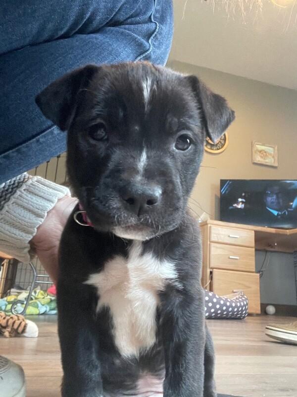 Rain, a Adoptable mixed breed in Alma, WI image 2/6