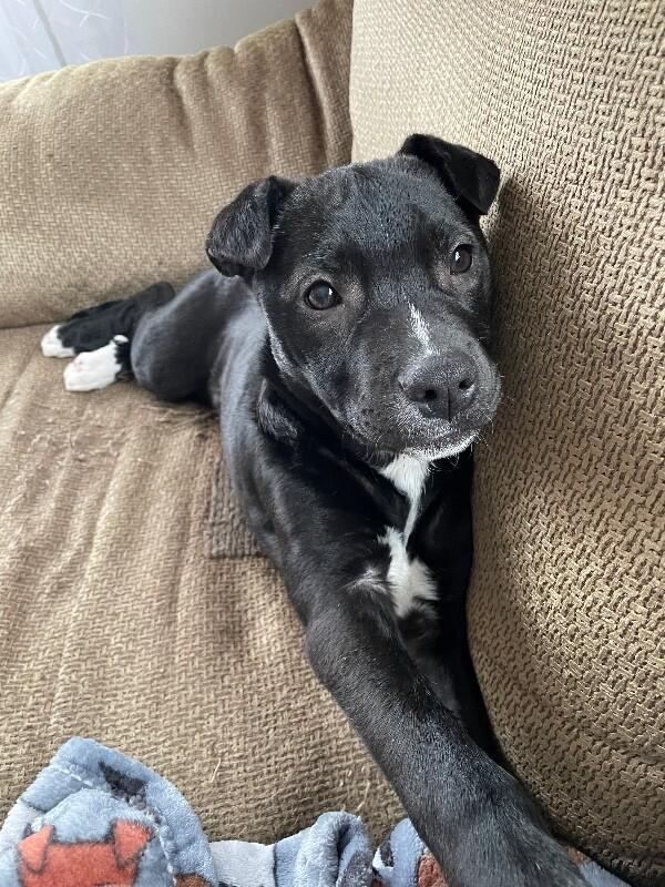 Rain, Adoptable, Young Female Mixed Breed & Mixed Breed.