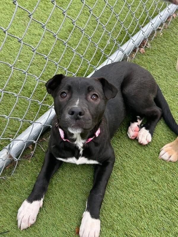 Enlarge Rain, a Adoptable mixed breed in Alma, WI image 2/6