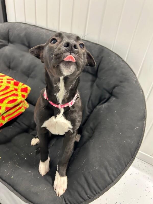 Enlarge Rain, a Adoptable mixed breed in Alma, WI image 3/6