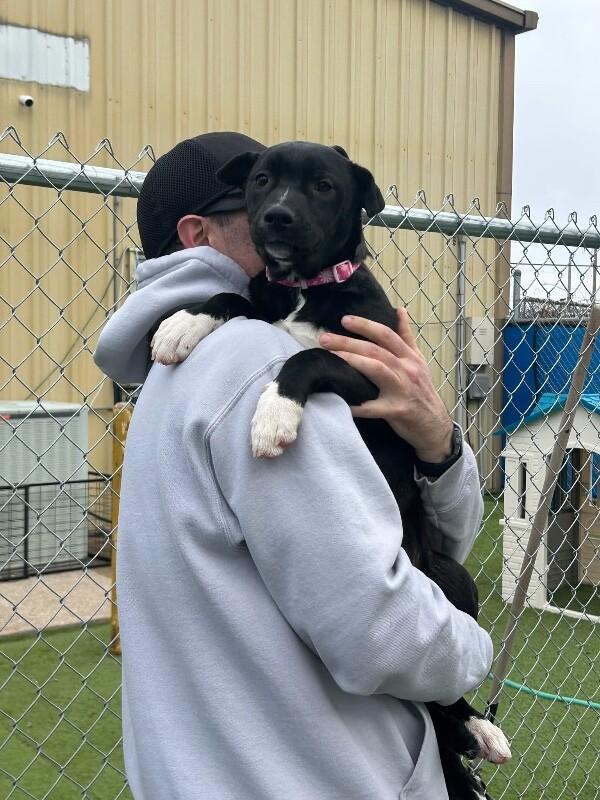 Enlarge Rain, a Adoptable mixed breed in Alma, WI image 4/6