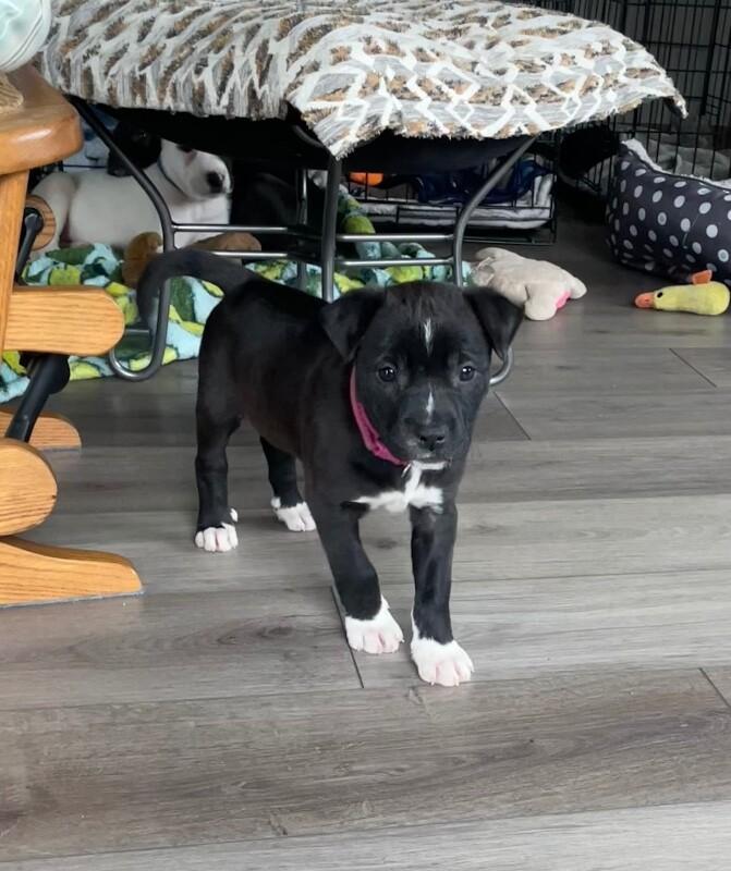 Enlarge Rain, a Adoptable mixed breed in Alma, WI image 1/6