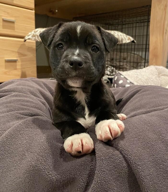 Rain, a Adoptable mixed breed in Alma, WI image 3/6