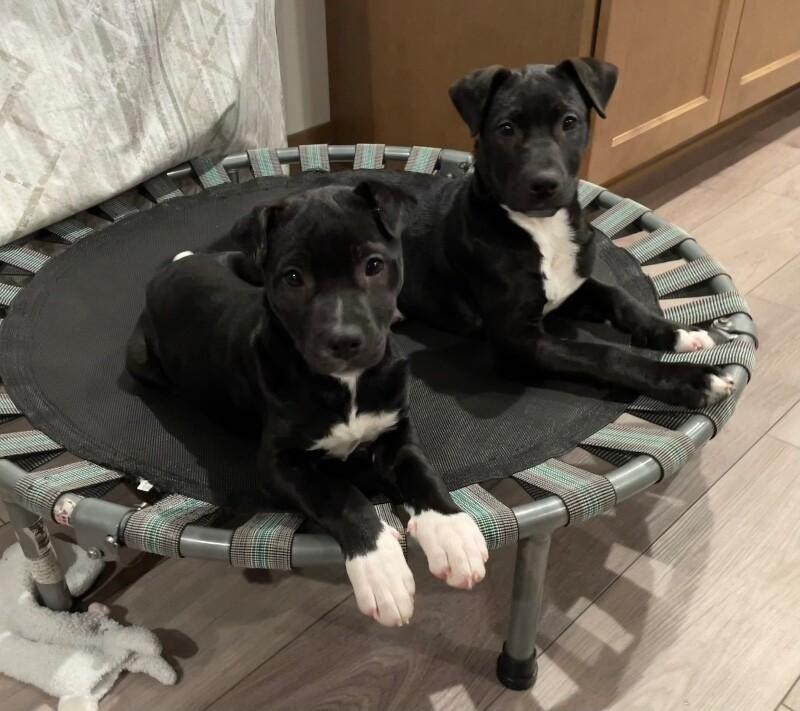 Enlarge Rain, a Adoptable mixed breed in Alma, WI image 4/6