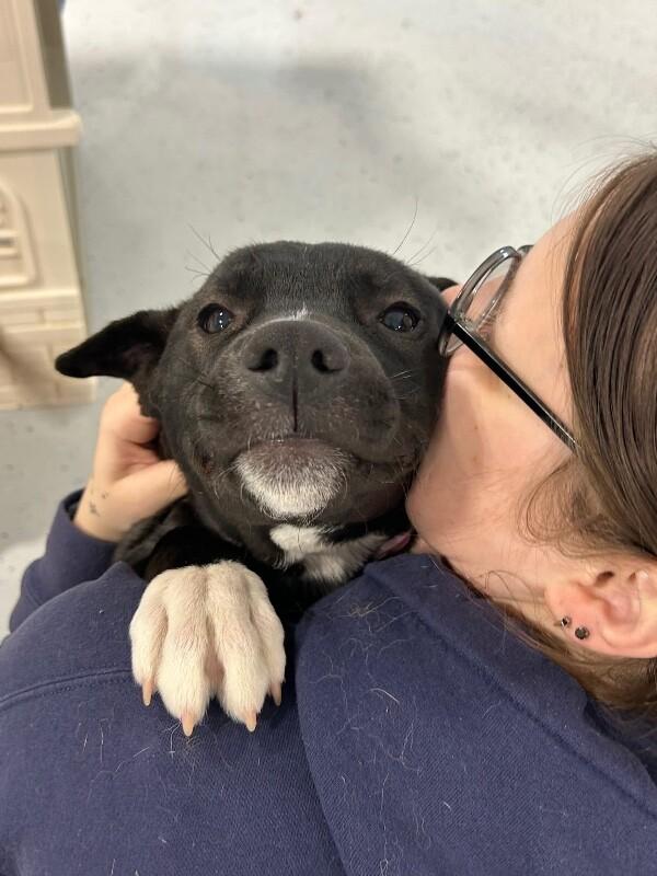 Enlarge Rain, a Adoptable mixed breed in Alma, WI image 5/6