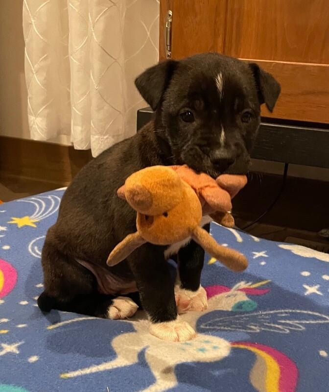 Rain, a Adoptable mixed breed in Alma, WI image 5/6