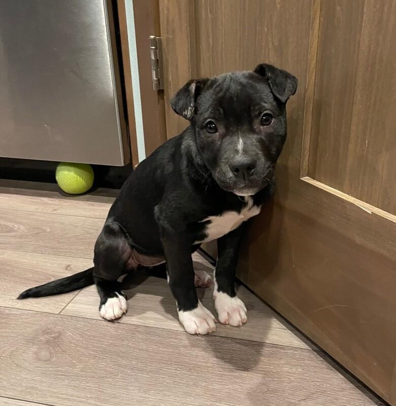 Enlarge Rain, a Adoptable mixed breed in Alma, WI image 6/6