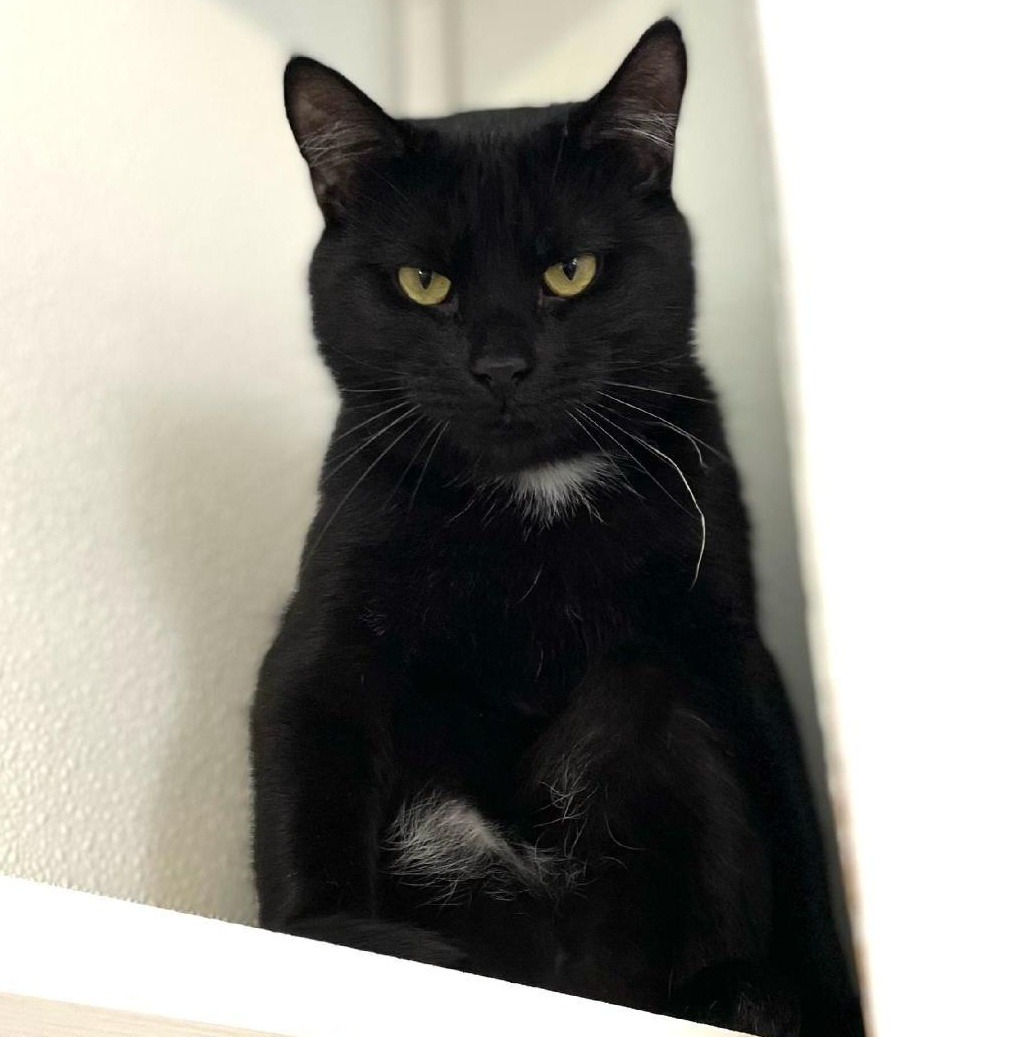Bamboo, a ADOPTABLE Domestic Short Hair in Greensburg, PA image 1/5