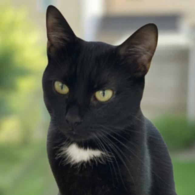 Bamboo, a ADOPTABLE Domestic Short Hair in Greensburg, PA image 2/5