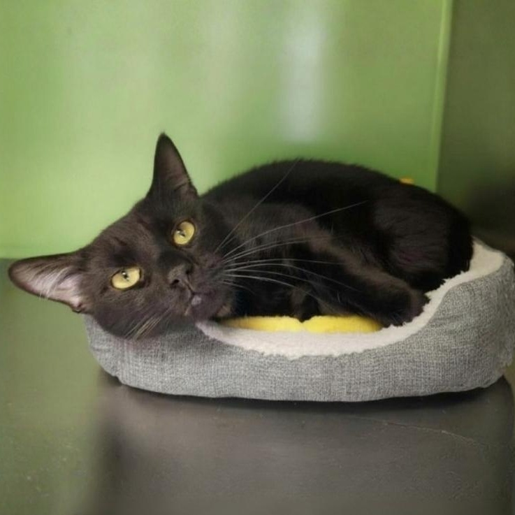 Bamboo, a ADOPTABLE Domestic Short Hair in Greensburg, PA image 5/5