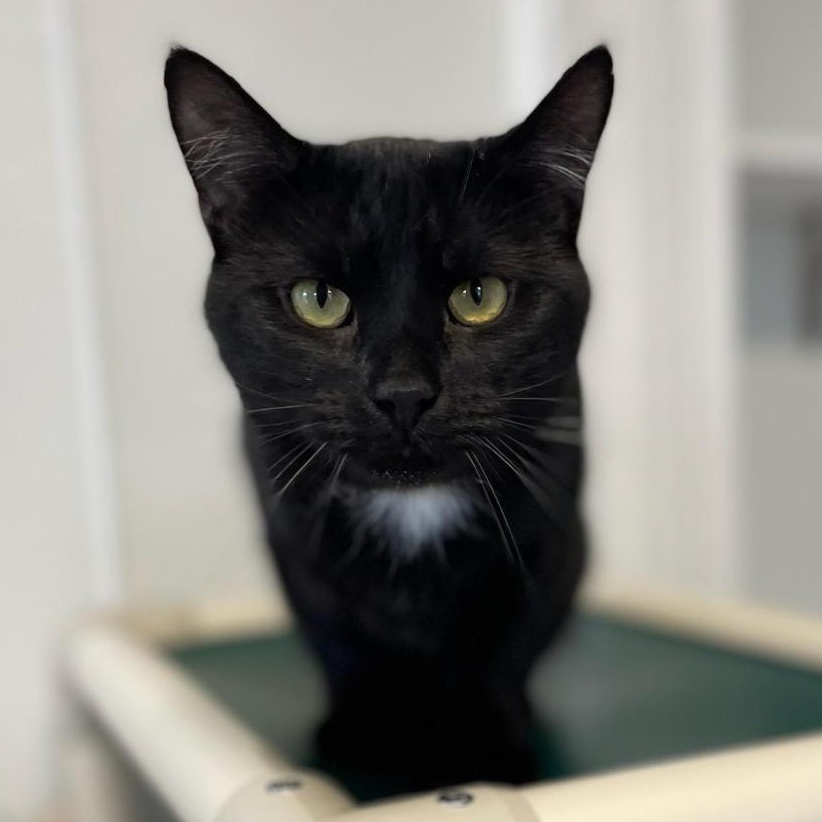 Bamboo, a ADOPTABLE Domestic Short Hair in Greensburg, PA image 4/5