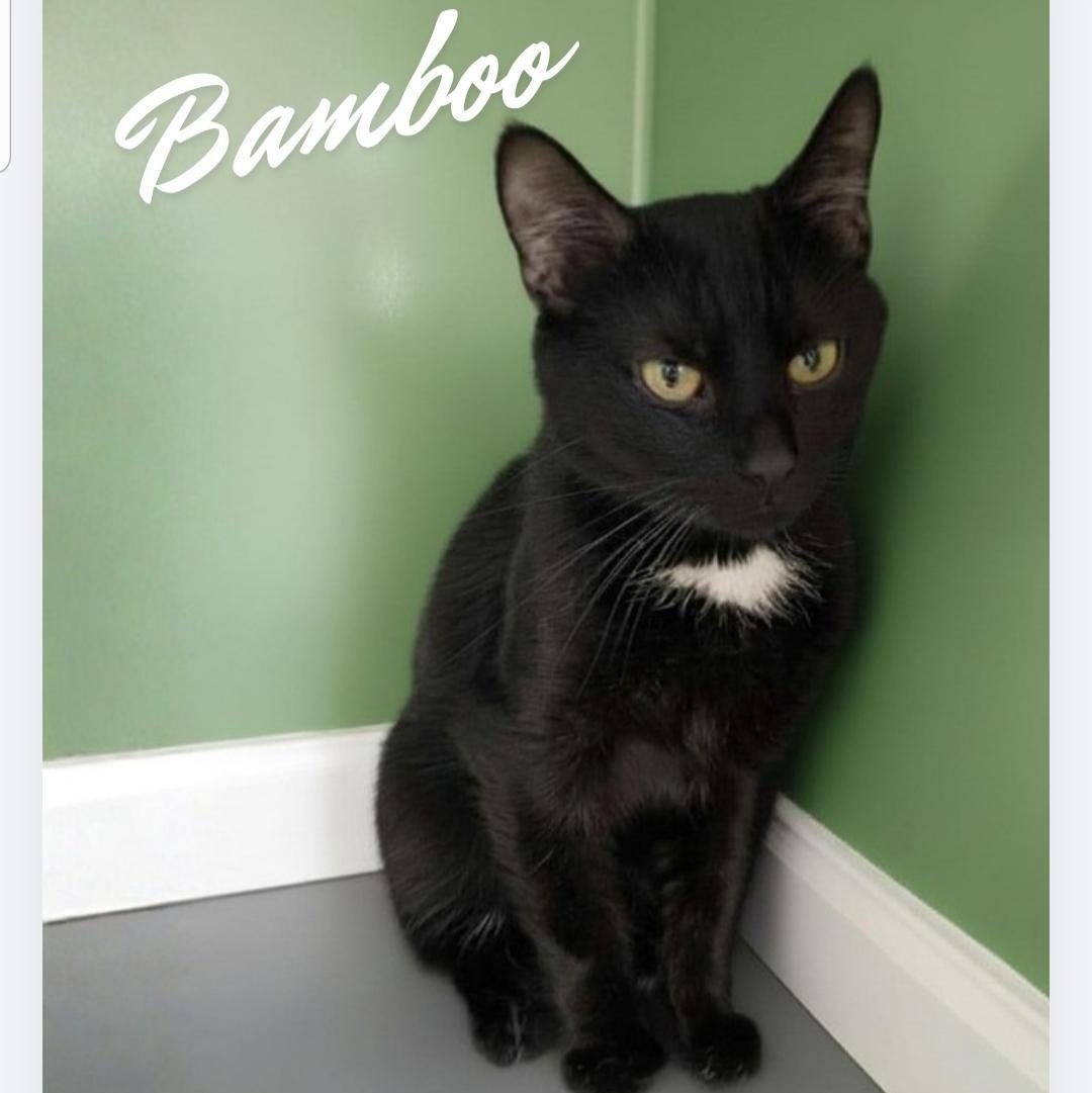 Bamboo, a ADOPTABLE Domestic Short Hair in Greensburg, PA image 3/5