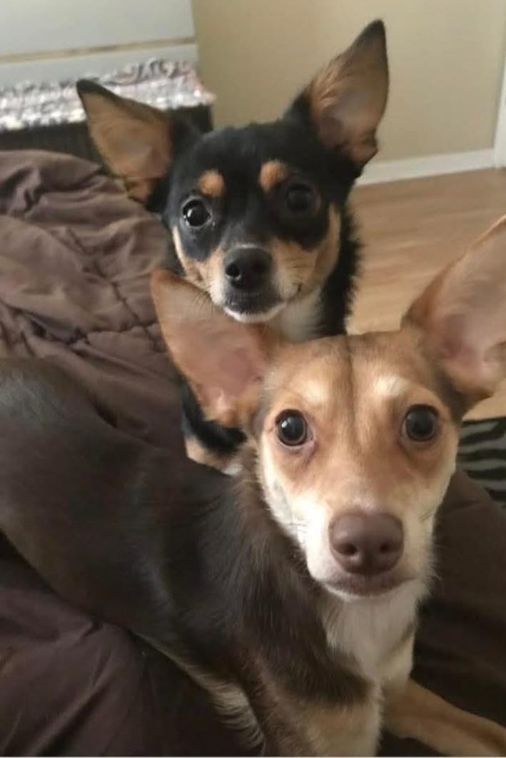 Enlarge Johnny and June, a Adopted mixed breed in Gainesville, FL image 2/2