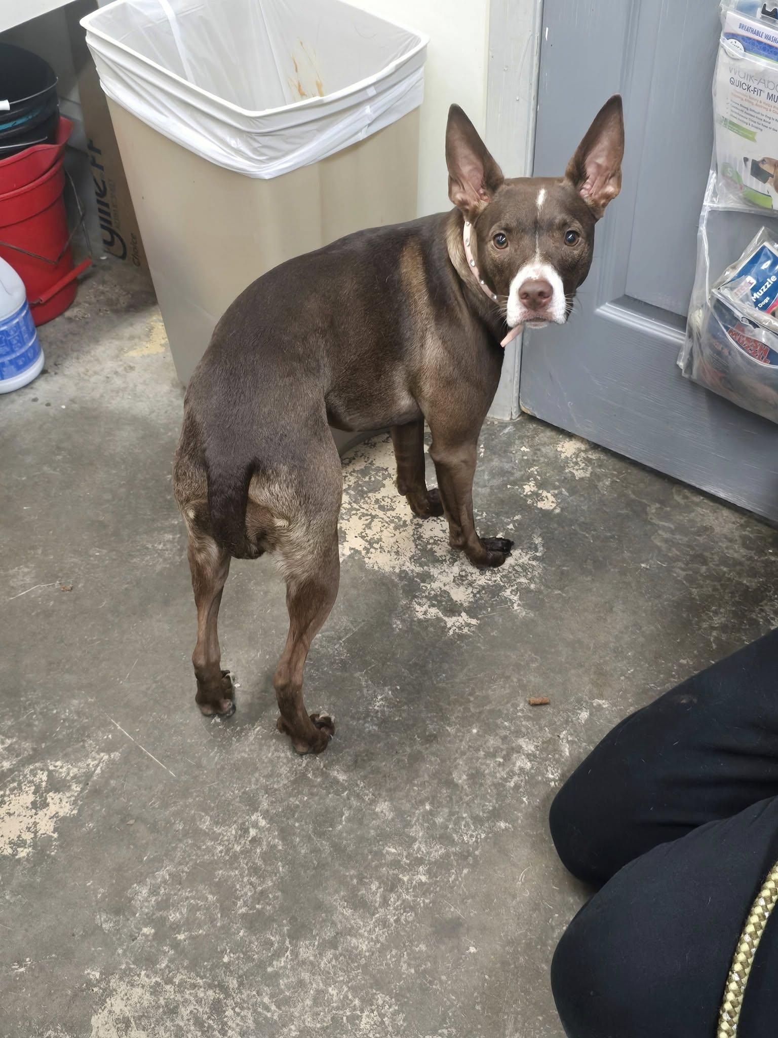 Trix, Adoptable, Puppy Female Chihuahua.