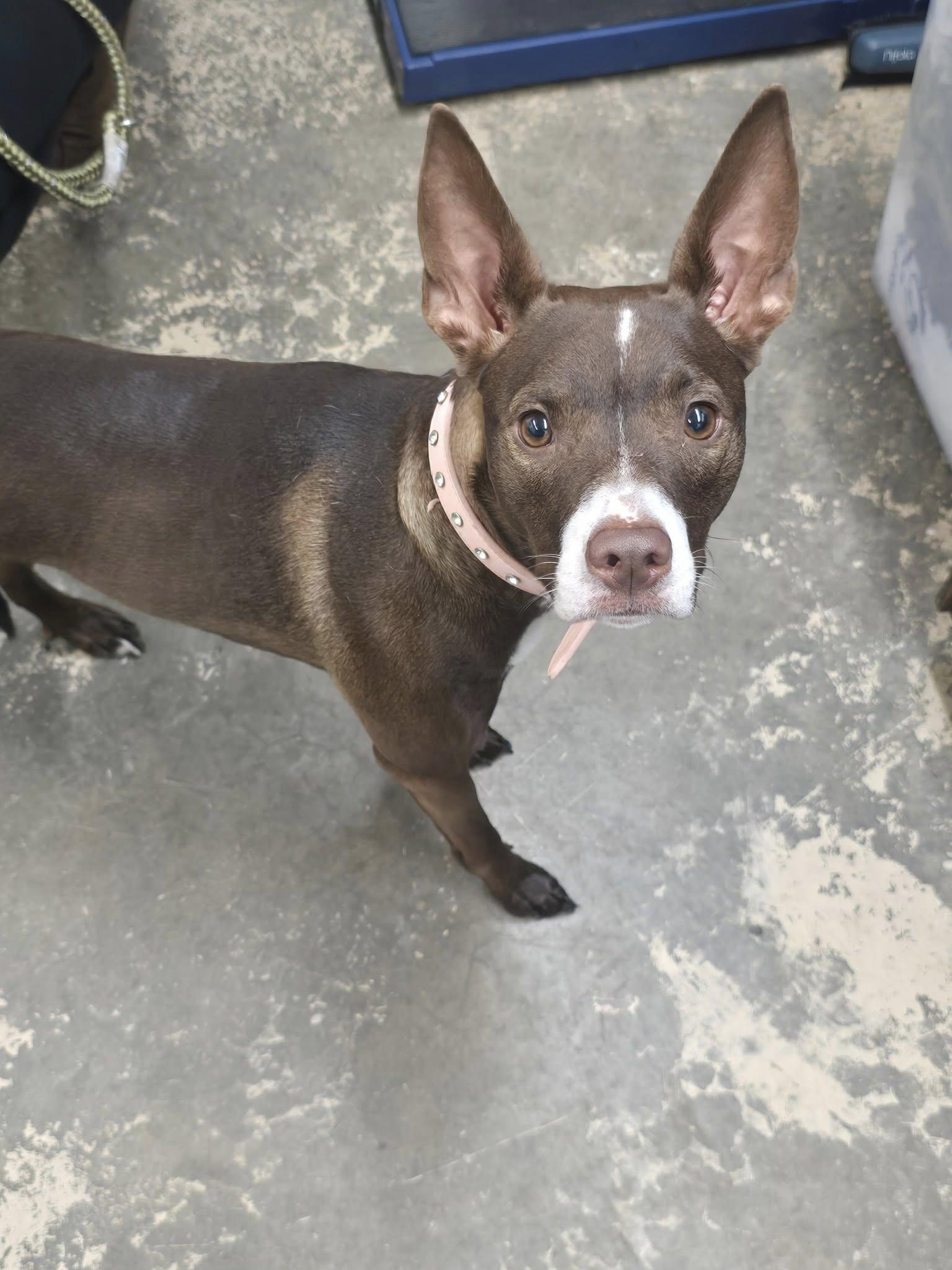 Trix, a Adoptable mixed breed in Saint Marys, PA image 2/2