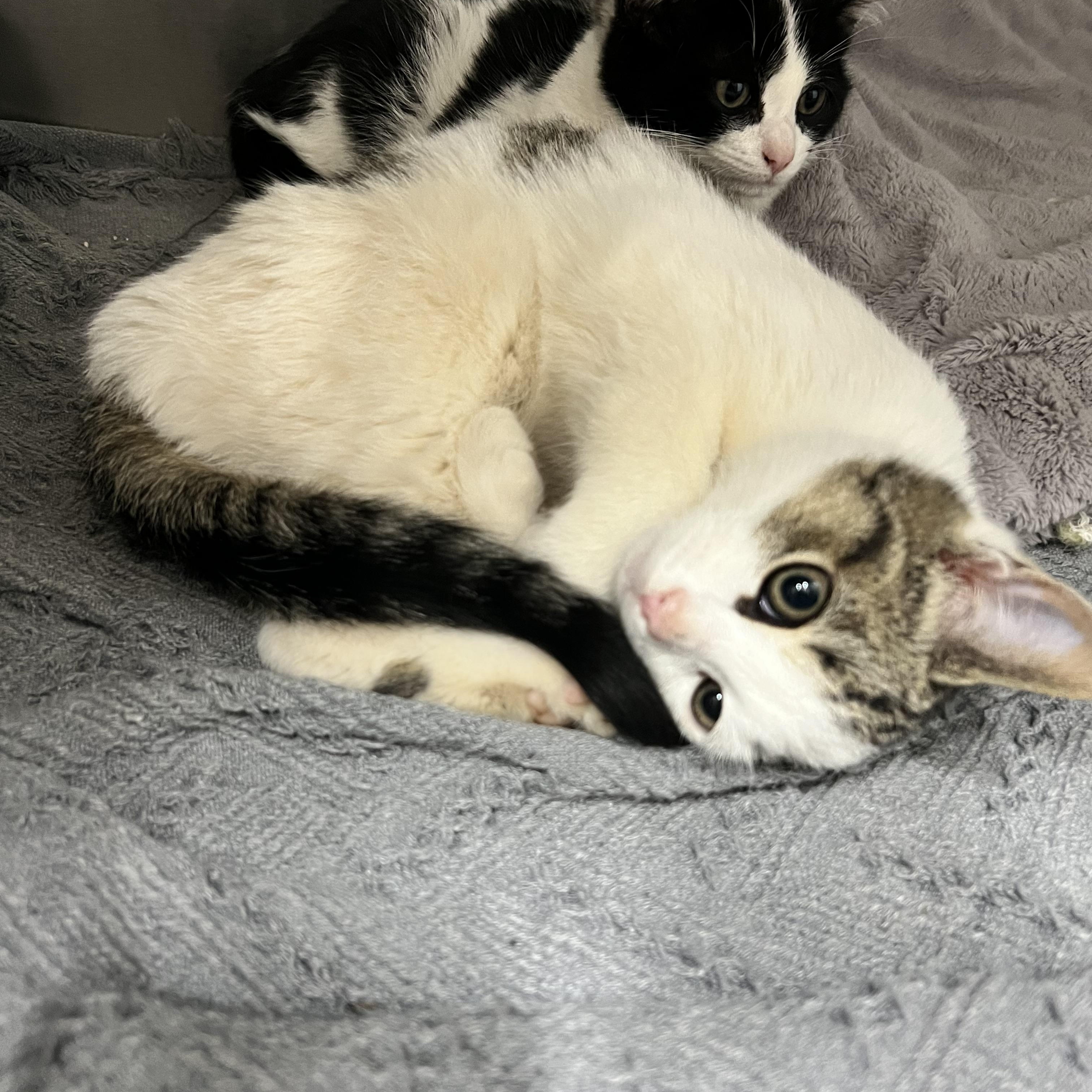 Snowball, ADOPTABLE, Kitten Male Domestic Short Hair.