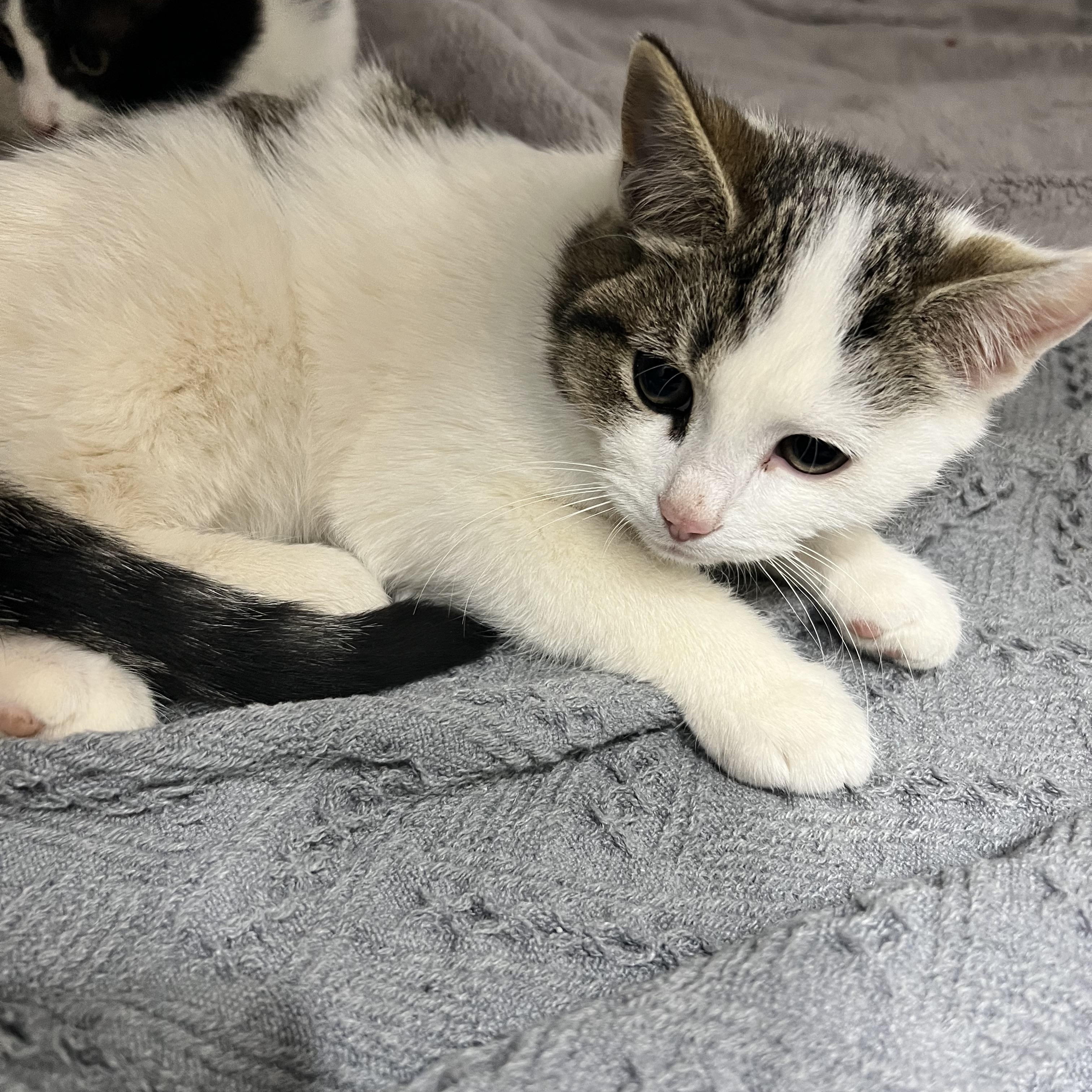 Enlarge Snowball, a ADOPTABLE Domestic Short Hair in Culpeper, VA image 2/2