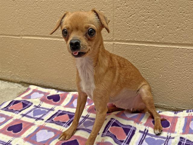 Enlarge CLOVER, a Adoptable Chihuahua in Ojai, CA image 1/1