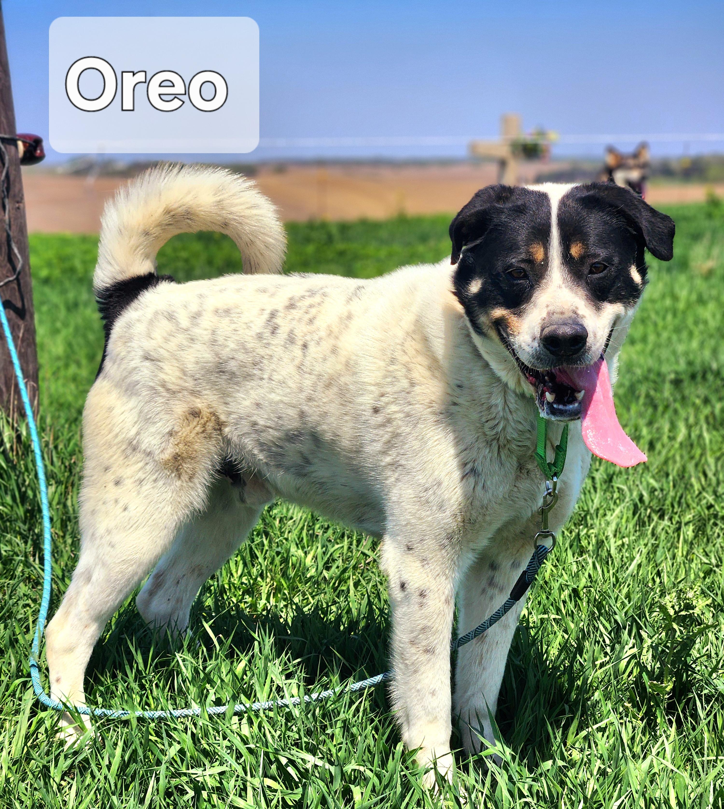 Oreo photo 2