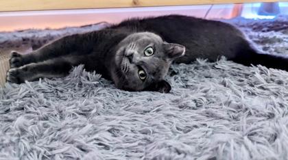 Ella, Adoptable, Young Female Domestic Short Hair & Domestic Short Hair.