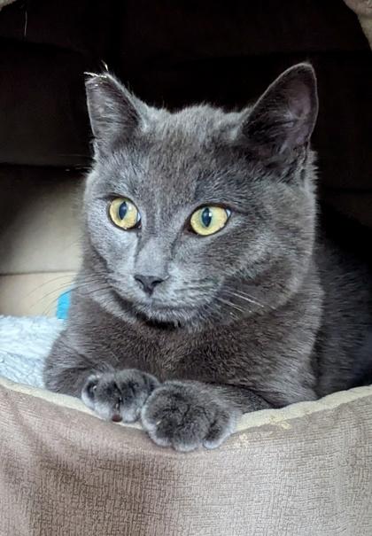 Enlarge Ella, a Adoptable mixed breed in San Diego, CA image 3/3