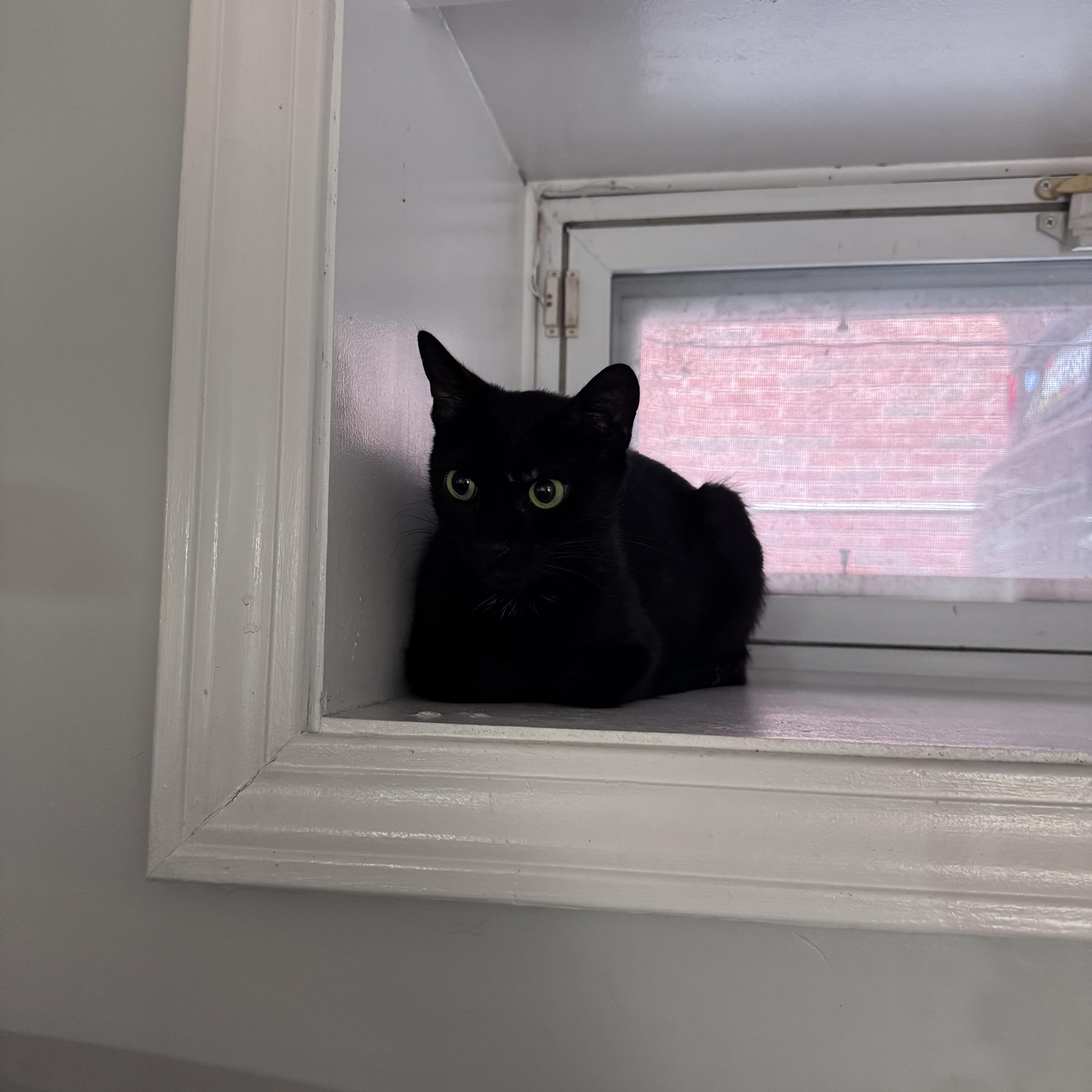Violet, a ADOPTABLE Domestic Short Hair in brooklyn, NY image 3/3