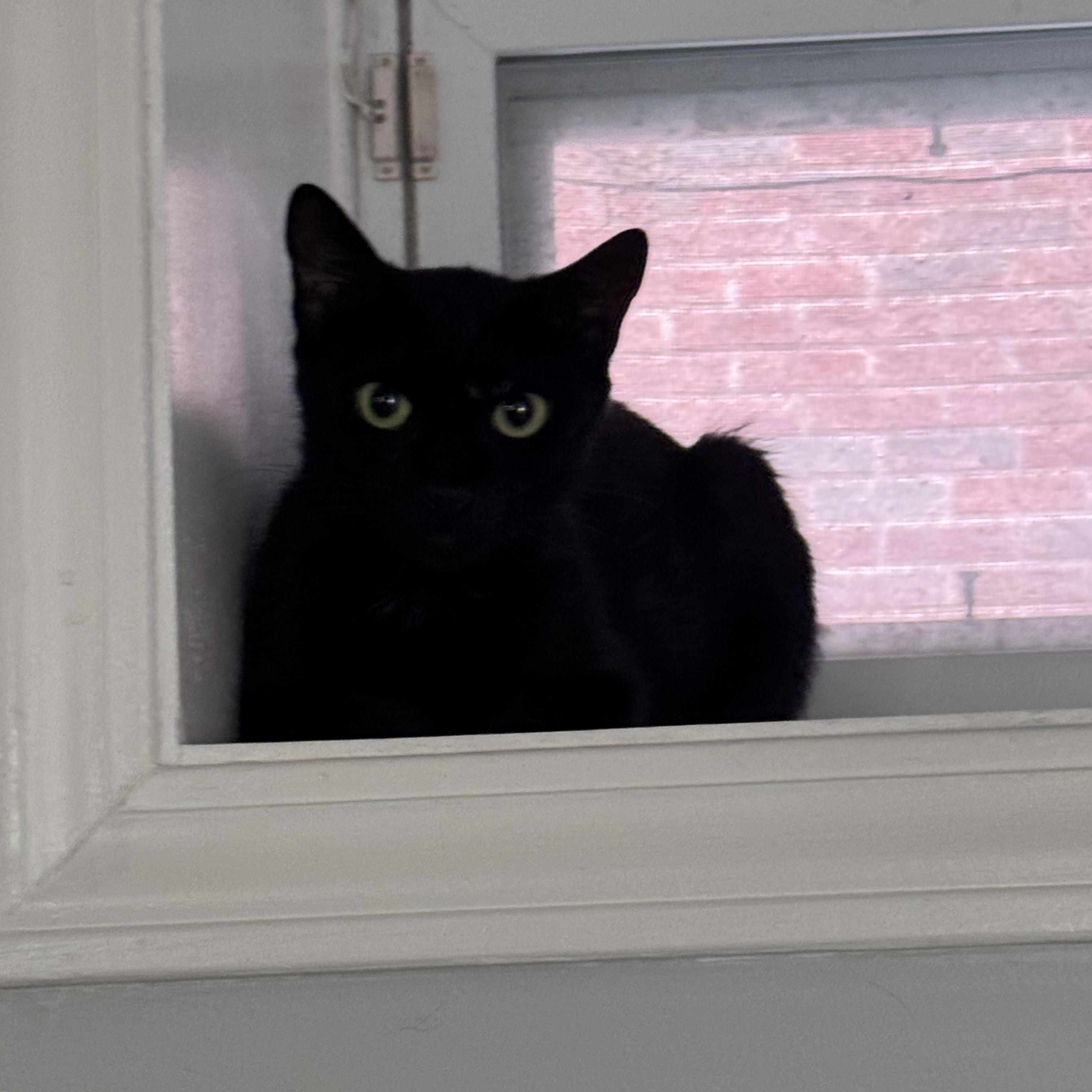Violet, ADOPTABLE, Young Female Domestic Short Hair.