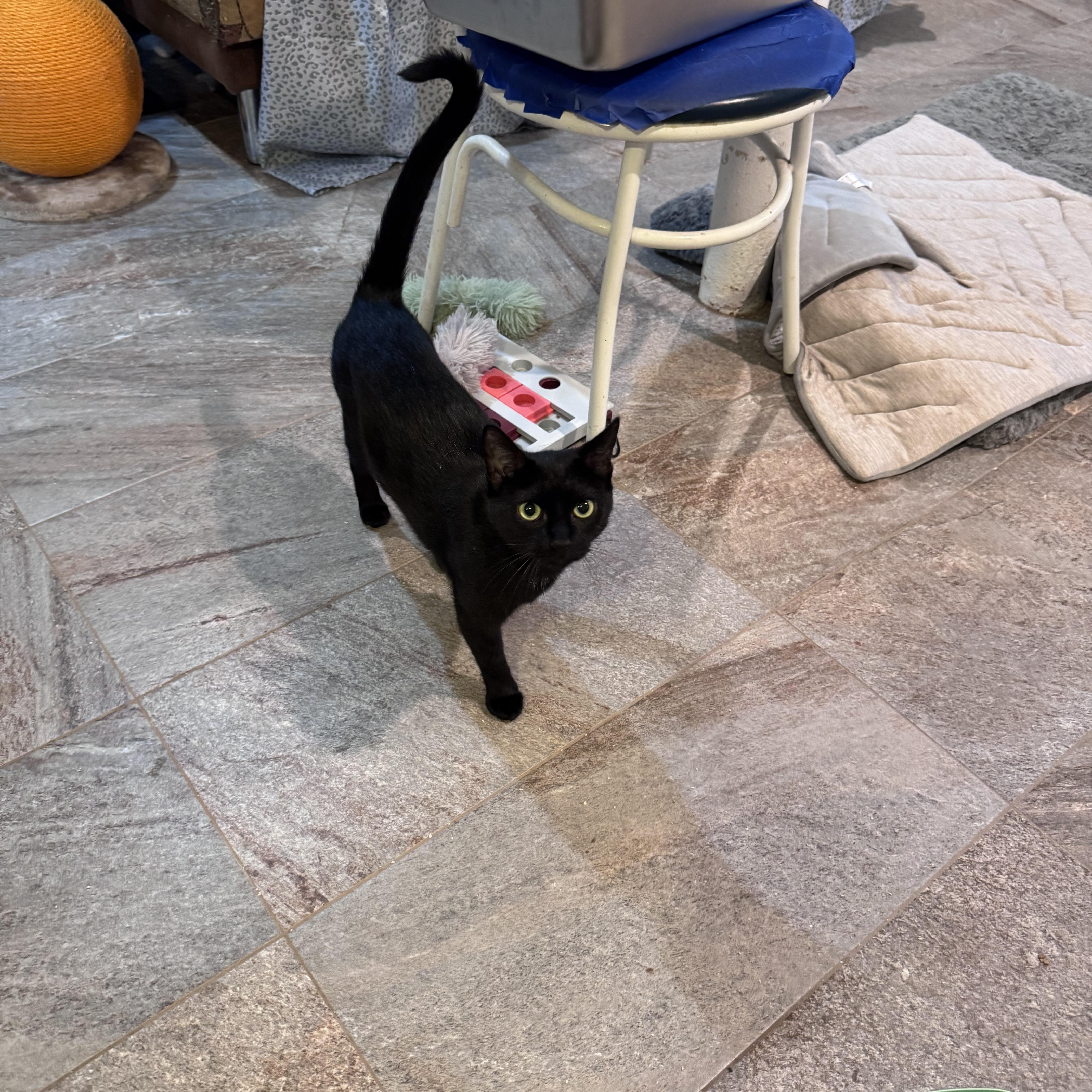 Enlarge Violet, a Adoptable Domestic Short Hair in brooklyn, NY image 3/5