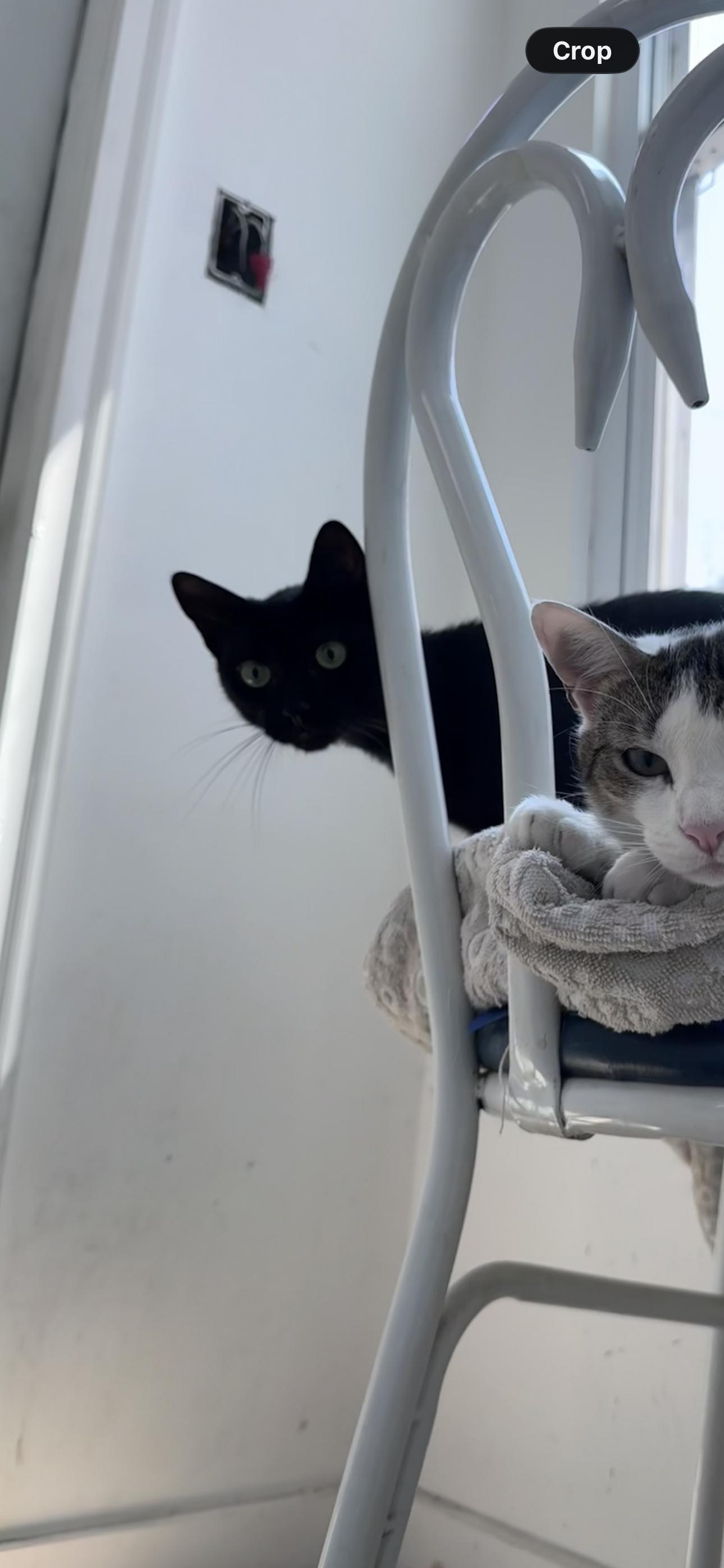Enlarge Violet, a Adoptable Domestic Short Hair in brooklyn, NY image 5/5
