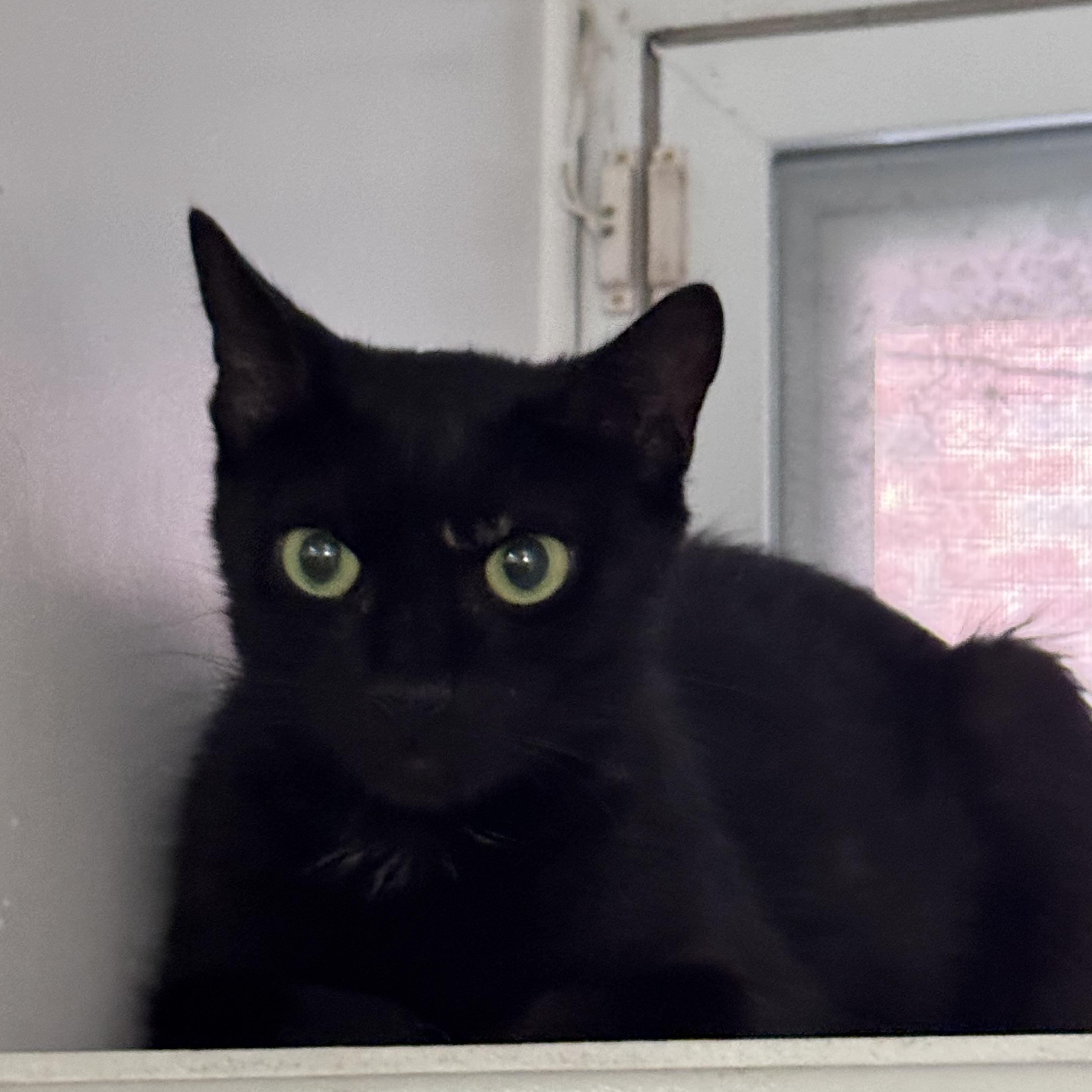 Violet, a ADOPTABLE Domestic Short Hair in brooklyn, NY image 2/3