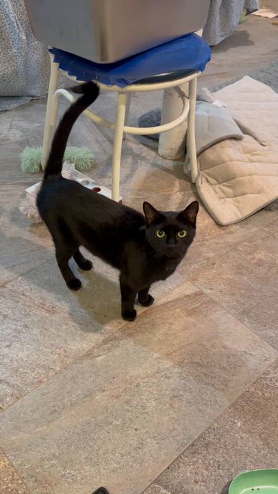 Enlarge Violet, a Adoptable Domestic Short Hair in brooklyn, NY video 2/5