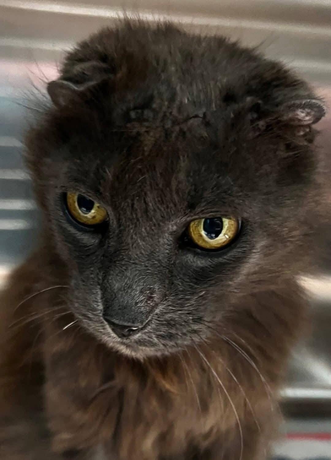 WAFFLES, Adoptable, Adult Male Domestic Long Hair.