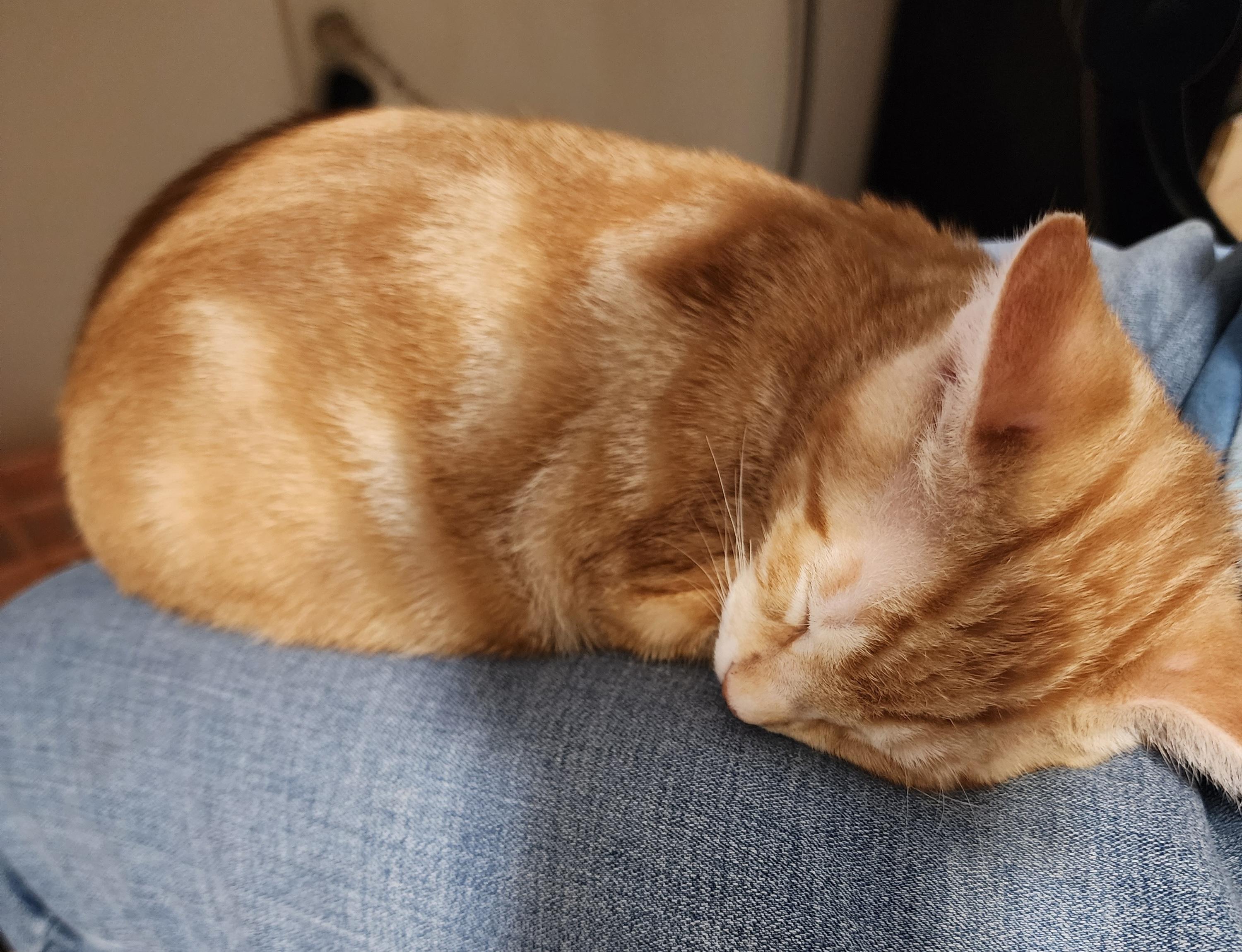 Rusty, adopted, Kitten Male Domestic Short Hair.