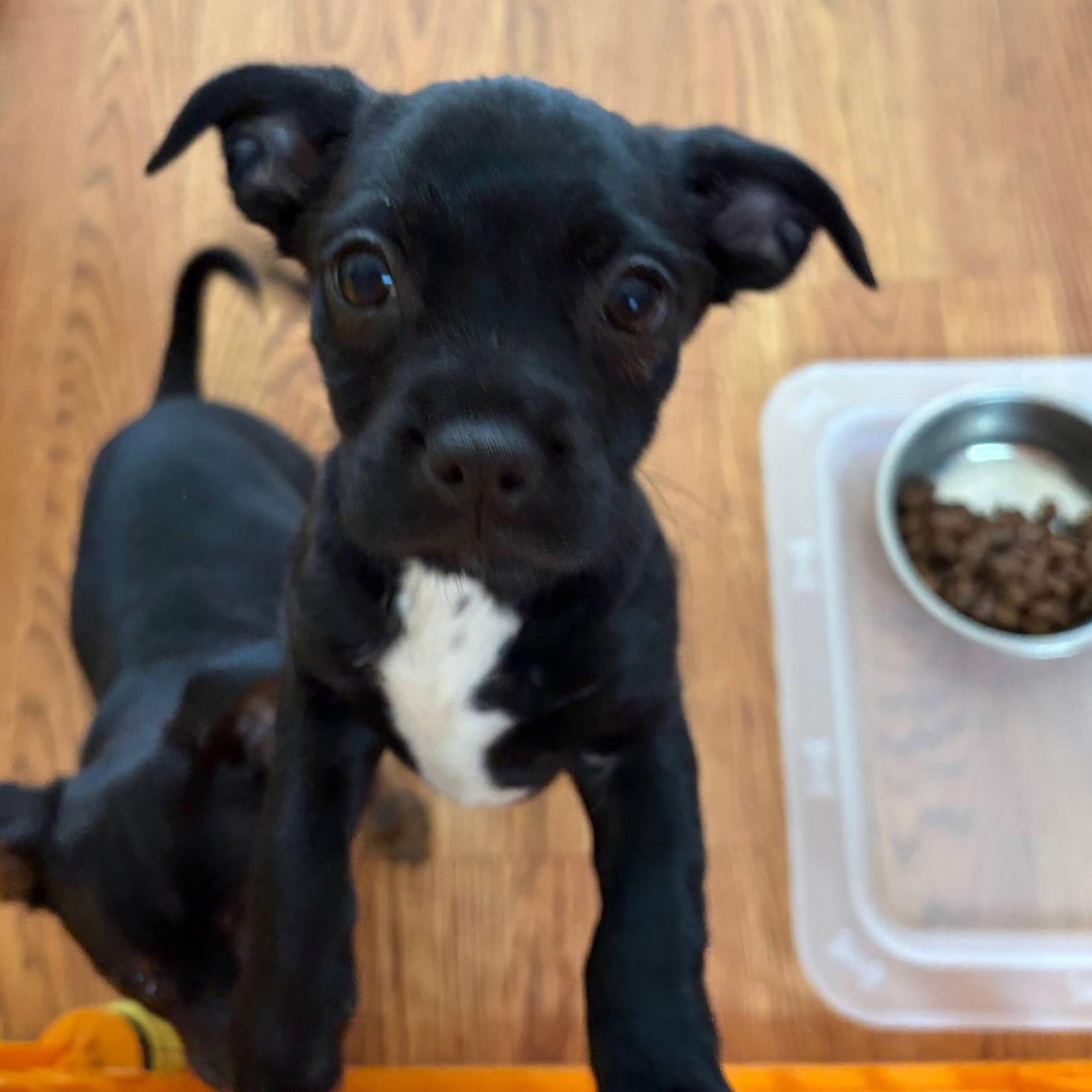 Enlarge Bacon, a Adoptable mixed breed in Sunnyvale, CA image 1/1